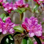 Rhododendron “Olga Mezitt”